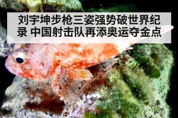 刘宇坤步枪三姿强势破世界纪录 中国射击队再添奥运夺金点